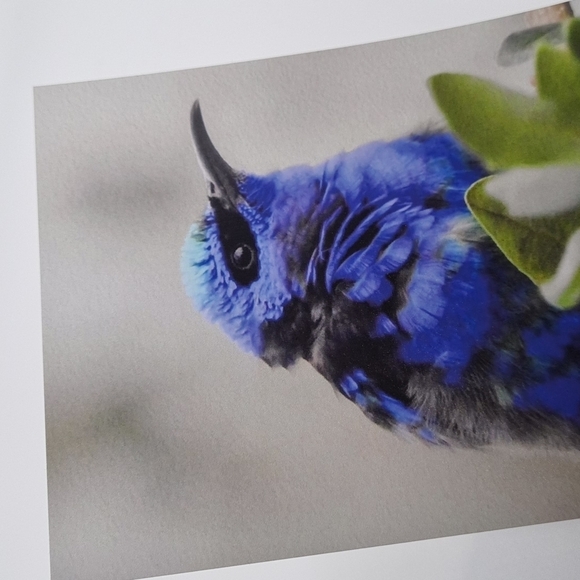 4x6 Red-Legged Honeycreeper Cute‎ Blue Bird Art Print - Picture 4 of 6